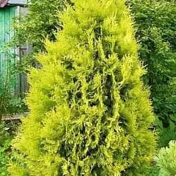 Саджанець Agro-Market Туя західна Yellow Ribbon (контейнер Р9, висота 10-12 см) (25020) 1 шт. в упаковці