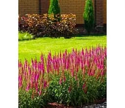 Саджанець Agro-Market Вероніка Колосиста Bubblegum Candles (99174) 1 шт. в упаковці