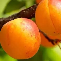 Саджанець Agro-Market Абрикос Сатурн (ранній термін дозрівання) (21022) 1 шт. в упаковці