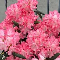 Саджанець Agro-Market Рододендрон якушиманський 2-х річний Emanuela С1,5 висота 25-40см (181230)