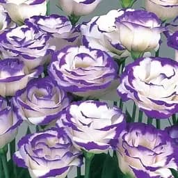 Еустома махрова "Megalo Blue Picotee" укорінена в контейнері Р9 (50467) 1 саженец