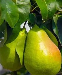 Саженец Agro-Market Груша Ноябрьская (раннезимний сорт, поздний срок созревания) 1 шт. в упаковке (20917)