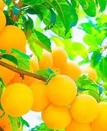 Саджанець Agro-Market Слива Ренклод Білий (літній сорт, ранній термін дозрівання) (21375) 1 шт. в упаковці