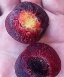 Сливово-вишневий гібрид Мейнор Agro-Market 1 саджанець в упаковці (47208) - мініатюра 3