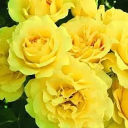 Троянда флорибунда Agro-Market Friesia саджанець класу АА+ вищий сорт 1 шт. в упаковці (17319)