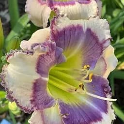 Лилейник "Tavares Bluetooth" (сортовой укорененный в контейнере С1,2) (186022) 1 саженец