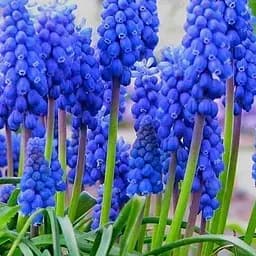 Мускари "Armeniacum" (размер 7/8, большой) 5 шт (17211)