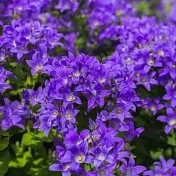Дзвіночок скучений "Bellefleur Violet" (морозостійкий, рясно квітучий багаторічник) (189575) 1 шт