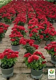 Хризантема "Angelys Jaune" (низькоросла крупноквіткова) (48749) 1 шт - мініатюра 4