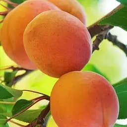 Саджанець Agro-Market Абрикос Червонощокий (літній сорт, ранній термін дозрівання) (15753) 1 шт. в упаковці