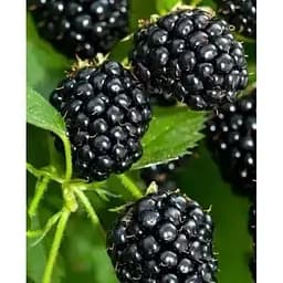 Саженец Agro-Market Ежевика Victoria (высокоурожайный, очень сладкий сорт, ранний срок созревания) 1 саженец (181512)