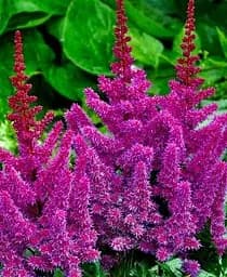 Саженец Agro-Market Астильба Purpurkerze 1 шт. (21290)