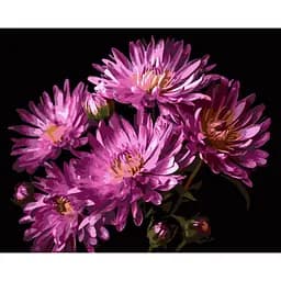 Картина по номерам Strateg Бархат георгин на черном фоне 40Х50 см (AH1267)
