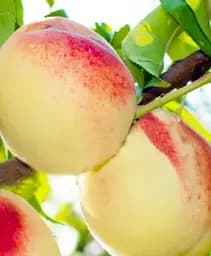 Саджанець Agro-Market Персик білий з темно-рожевим бочком Білий король (White king) (преміальний, досить урожайний сорт) 1 шт. в упаковці (47948)