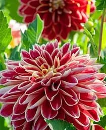 Клубень Agro-Market Георгина Dutch Carnaval гигантский цветок 1 шт. в упаковке (176016)