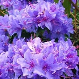 Саженец Agro-Market Рододендрон сиреневый Блю Тит (Blue-tit) (36867)