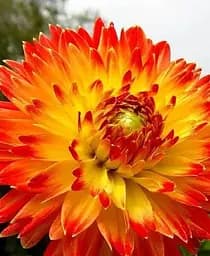 Клубень Agro-Market Георгина Procyon 1 шт. в упаковке (23551)