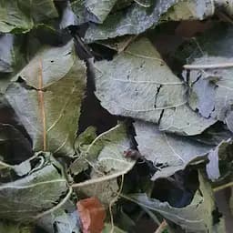 100 г яблоня лист сушеный  - свежий урожай