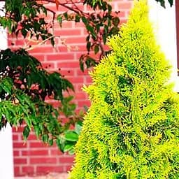 Саджанець Agro-Market Туя складчаста Irish Gold контейнер P9 (176612)