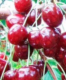 Саджанець Agro-Market Вишня Норд Стар (літній сорт, пізній термін дозрівання) 1 шт. в упаковці (43993)