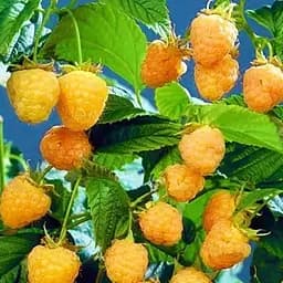 Саджанець Agro-Market Малина Голден Куїн (Golden Queen) середньо-ранній термін дозрівання, великоплідний сорт) 2 шт. в пакуванні (23995)