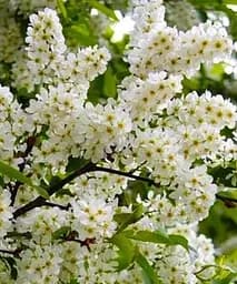 Черемха блискучо-чорна Аромат щастя (The fragrance of happiness) (преміальний високоврожайний сорт, на джем) Agro-Market 1 саджанець в упаковці (48177)