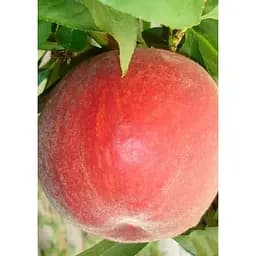 Саджанець Agro-Market Персик Саджитарія (літній сорт, середній термін дозрівання) 1 шт. в упаковці (183835)