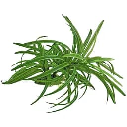 Растение искусственное Amtra Replica Dracena 25 см