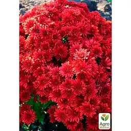 Саджанець Agro-Market Хризантема мультифлора куляста Diva Rouge (176487) 1 шт. в упаковці - мініатюра 2