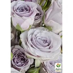 Саджанець Agro-Market Троянда чайно-гібридна Boyfriend (клас АА +) вищий сорт (37166) 1 шт. - мініатюра 2