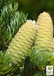 Саджанець Agro-Market Ялиця Маньчжурська (Abies holophylla) горщик P9, 1 шт. в упаковці (51738) - мініатюра 3