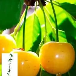 Черешня жовта Agro-Market "Дрогана жовта" укорінена в контейнері (саджанець 2 роки) (153202) 1 саджанець в упаковці