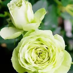 Троянда дрібноквіткова (спрей) Agro-Market Лувіана саджанець класу АА+ вищий сорт 1 шт. в упаковці (178468)