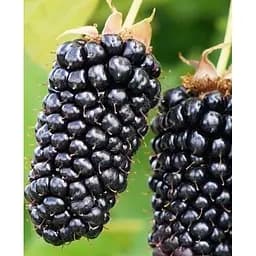 Саженец Agro-Market Ежевика Коламбия гигант (Columbia Giant) (средне-ранний срок созревания, высокоурожайный, крупноплодный сорт) 1 саженец (176952)