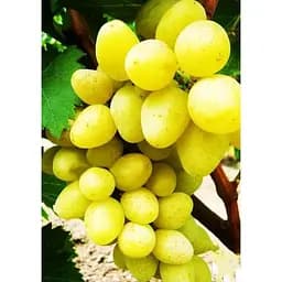 Саджанець Agro-Market Виноград Олігарх (ранній термін дозрівання, морозостійкість до -25⁰С) 1 шт. в упаковці (25534)