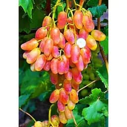 Саджанець Agro-Market Виноград Писанка (дуже ранній термін дозрівання) 1 шт. в упаковці (38128)