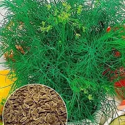 Насіння Весна Кріп геркулес зіпер 7 г (18362)