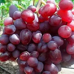 Саджанець Agro-Market Виноград Лада Т (ранній термін дозрівання, має великі грона з великими рожевими ягодами) 1 шт. в пакуванні (49498)