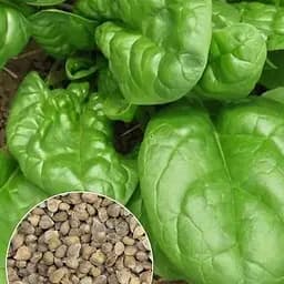 Насіння Agro-Market Шпинат Жирнолистий на вагу ціна за 7 г (22091)