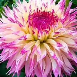 Жоржина "Caproze Josephine" (71999) 1 шт