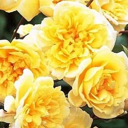 Троянда англійська Agro-Market Graham Thomas саджанець класу АА+ вищий сорт 1 шт. в упаковці (17389)