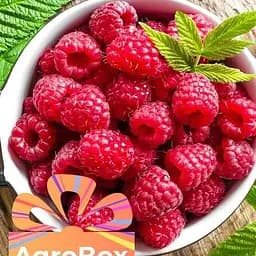 Agro-Market AGROBOX с саженцем ремонтантной малины (1-летний саженец) (189512) 1 шт в упаковке