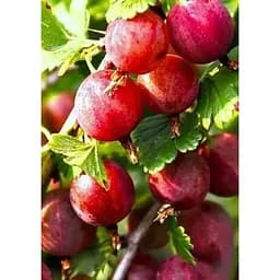 Саджанець Agro-Market Агрус Високий замок (ранній термін дозрівання, високоврожайний сорт) 1 шт. в упаковці (46075)