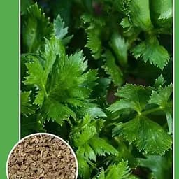 Насіння Agro-Market Селера Листкова Великий пакет 1 г (32596)