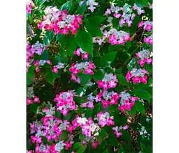 Саджанець Agro-Market Гортензія пильчата Kurenai (Hydrangea serrata Kurenai) (61865) 1 шт. в упаковці