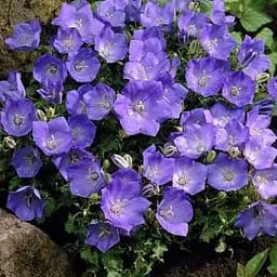 Кампанула "Carillon Blue" (189515) 1 шт