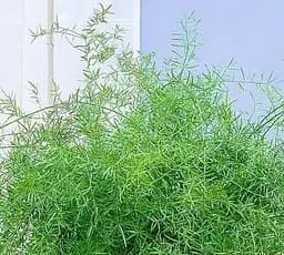 Саджанець Agro-Market Аспарагус (Asparagus Densiflorus) (50675) 1 шт. в упаковці (кімнатний) - мініатюра 2