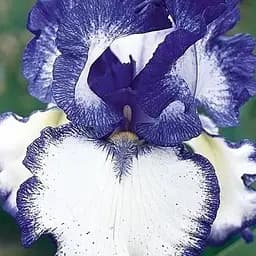 Ірис бородатий великоквітковий "American Classic" (50131) 1 шт