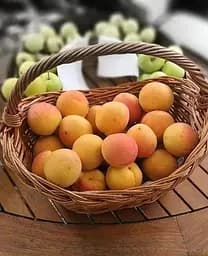 Саджанець Agro-Market Абрикос Флейвор Кот (літній сорт, пізній термін дозрівання) (44000) 1 шт. в упаковці - мініатюра 2
