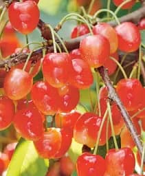 Саджанець Agro-Market Черешня рожева Легенда Млієва (великоплідний сорт, пізній термін дозрівання) 1 шт. в упаковці (177325)